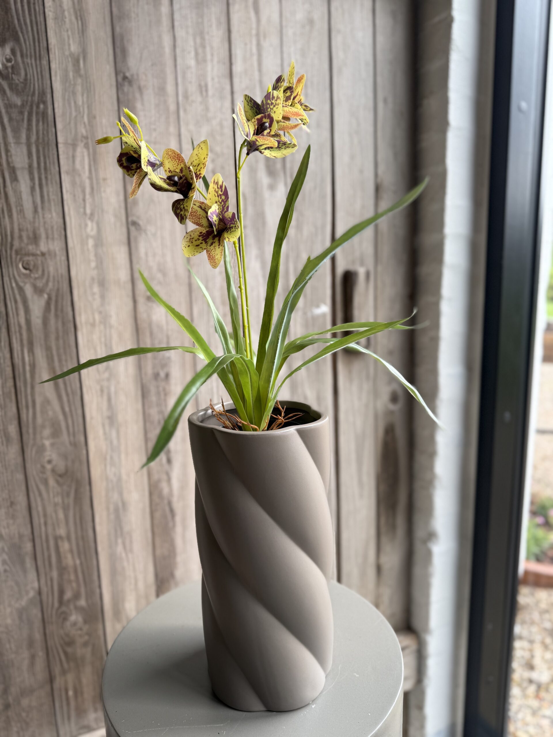 Cymbidium lime h 55 cm i potte - Billede 3