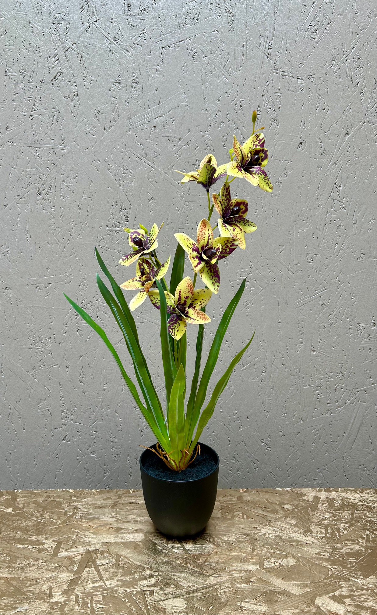 Cymbidium lime h 55 cm i potte - Billede 2
