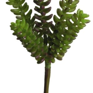 Sedum sukkulent h 24 cm