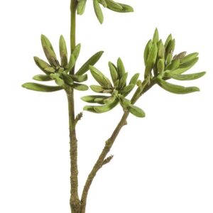 Crassula gren h 49 cm