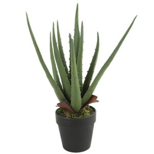 Agave i potte h 35 cm