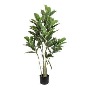 Ficus grøn/hvid h 120 cm