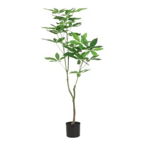 Pachira opstammet h 120 cm