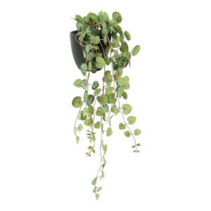 Hjerteranke i potte L 50 cm