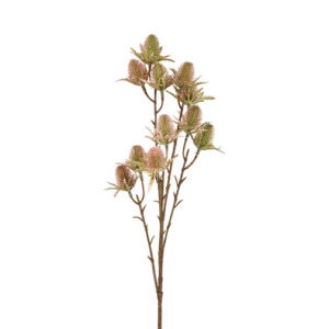 Tidsel brun/rosa h 65 cm