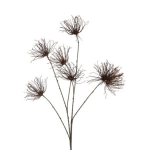 Grevillea brun h 111 cm