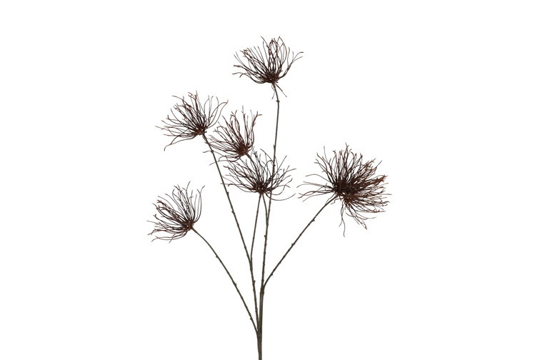 Grevillea brun h 111 cm