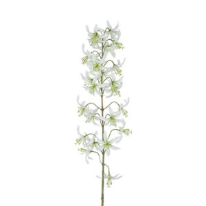 Eremurus hvid h 105 cm