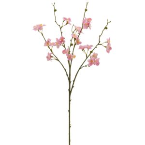 Kvædegren rosa h 73cm
