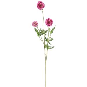 Scabiosa rosa h 75cm