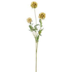 Scabiosa sennepsgul h 75cm