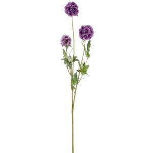 Scabiosa lilla h 75cm