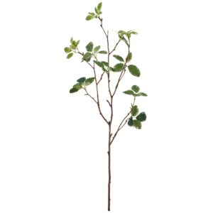 Pittosporum gren grøn h 60cm
