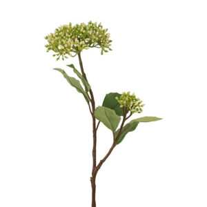 Cornus lime h 52 cm