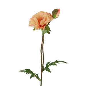 Valmue abrikos h 64 cm