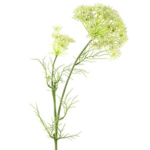 Skærmblomst hvid h 70 cm