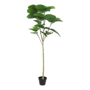 Ficus opstammet grøn h 160 cm i potte