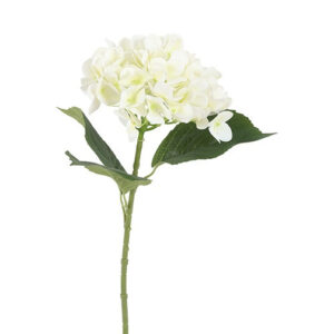 Hortensia hvid h 65 cm