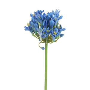 Agapanthus blå h 70 cm