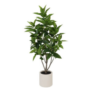 Ficus magnolii grøn h 195 cm i potte