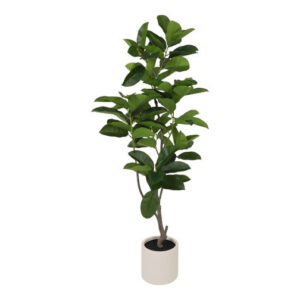 Ficus grøn h 170 cm i potte