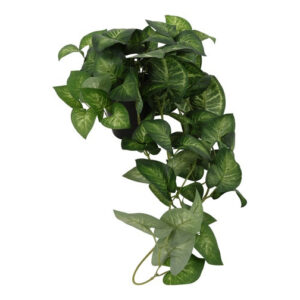 Scindapsus grøn/hvid L 70 cm i potte