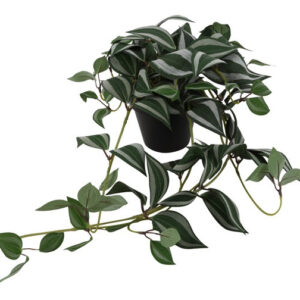 Tradescantia grøn/hvid L 70 cm i potte