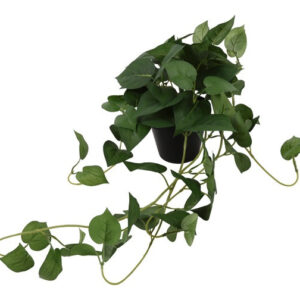 Scindapsus grøn L 70 cm i potte