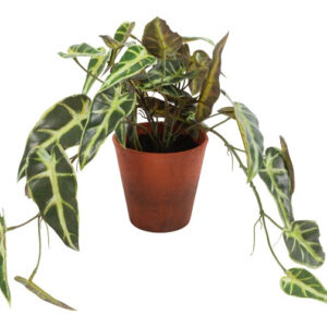 Alocasia grøn L 35 cm i potte