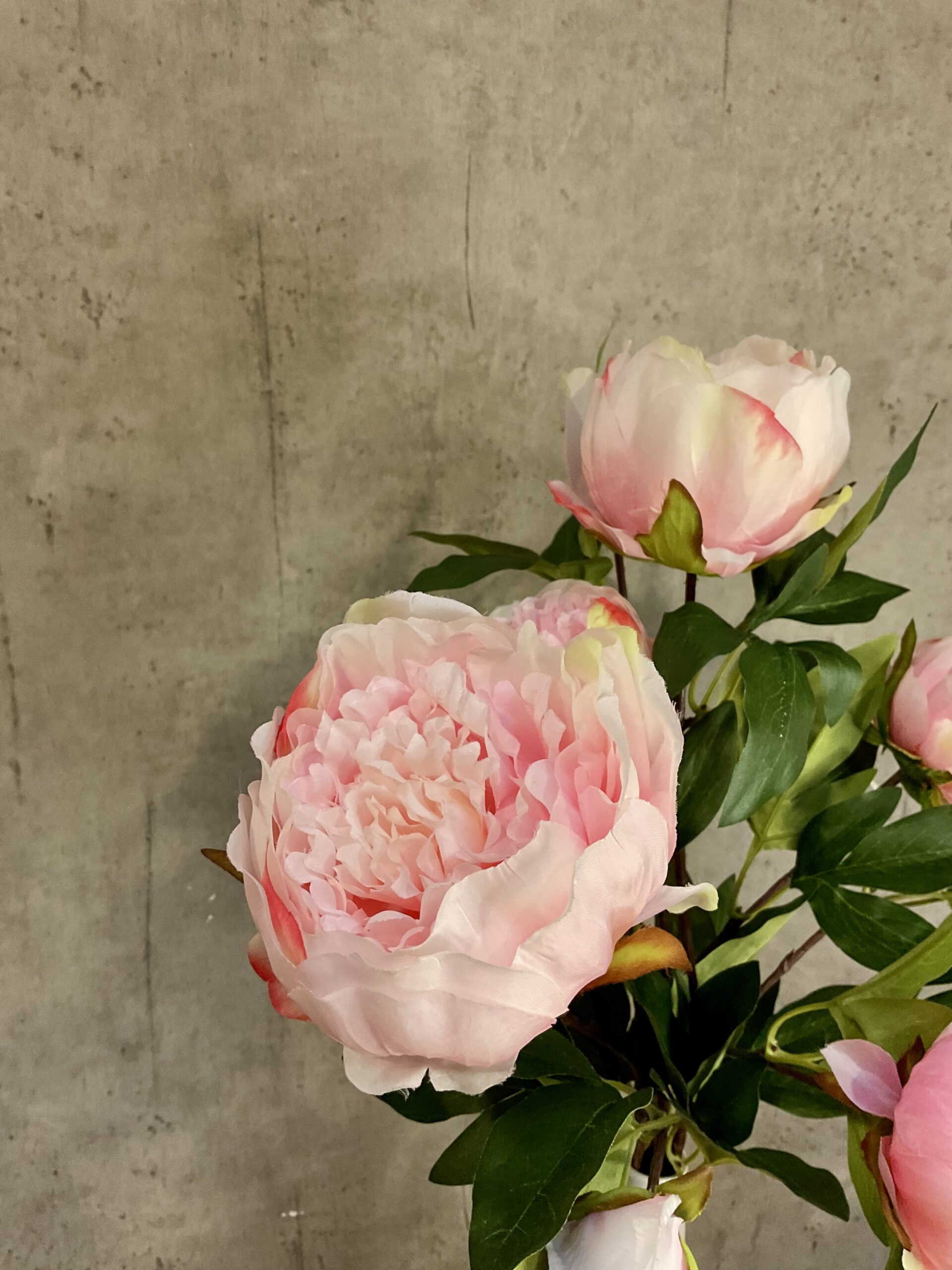 Peony lys rosa h 48cm - Billede 5