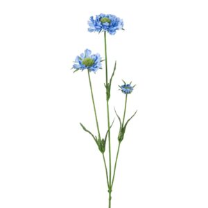 Scabiosa lyseblå h 64 cm