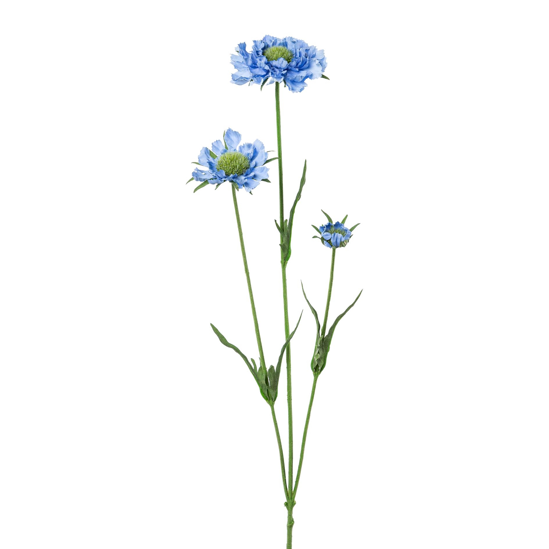 Scabiosa lyseblå h 64 cm