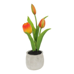 Tulipan orange i potte h 28 cm