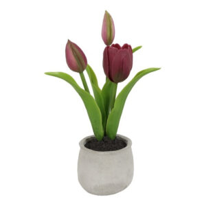 Tulipan purple i potte h 28 cm