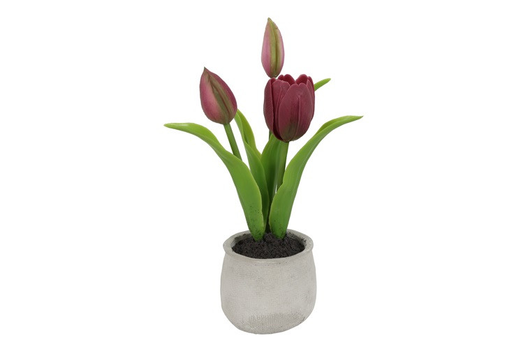 Tulipan purple i potte h 28 cm
