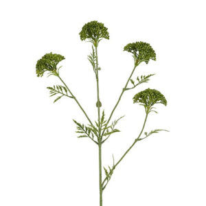 Skærmblomst grøn H 72 cm