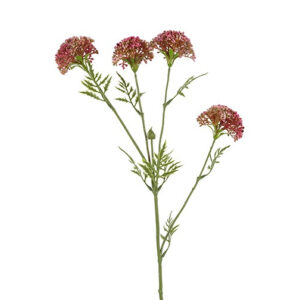 Skærmblomst  Fuchsia H 72 cm