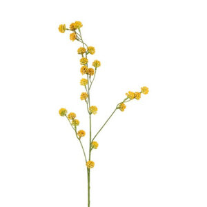 Trifolium  gren Gul 89 cm