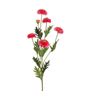 Helichrysum pink h 68 cm