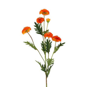 Helichrysum orange h 68 cm