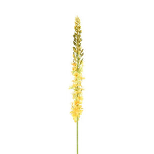 Eremurus gul h 107 cm