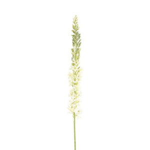 Eremurus hvid h 107 cm