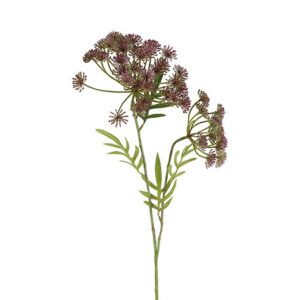 Anethum purple h 85 cm