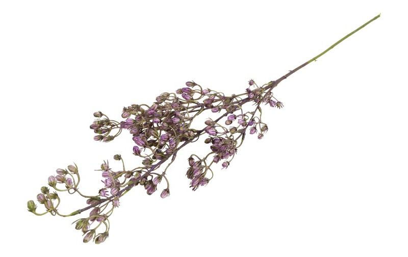 Conyza purple h 78 cm - Billede 2