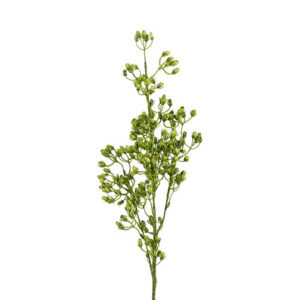 Conyza grøn h 78 cm