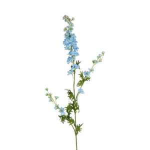 Ridderspore lyse blå h 90 cm