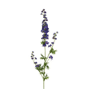 Ridderspore blå h 90 cm