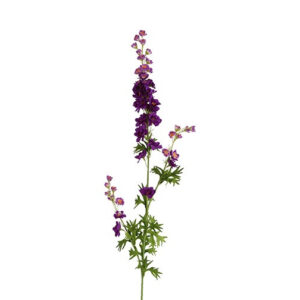 Ridderspore purple h 90 cm