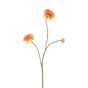 Dahlia sart orange H 80 cm