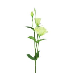 Lisianthus hvid h 67 cm